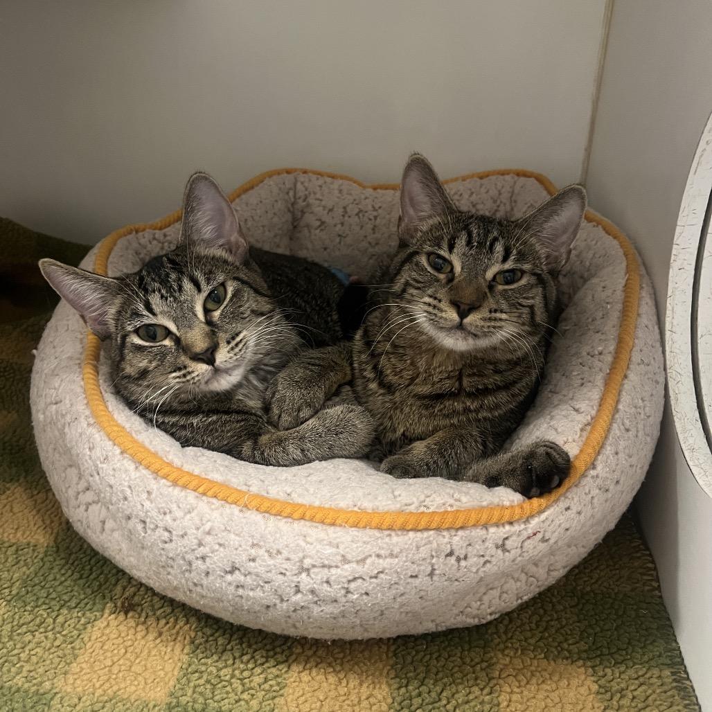 Paris (bonded w/ Nicki), a Adoptable Domestic Short Hair in Hinsdale, IL image 6/6