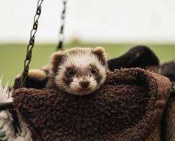 Enlarge Bandyt- PROD TEST, an adopted Ferret in Miami, FL image 1/6