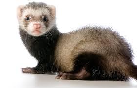 Enlarge Bandyt- PROD TEST, an adopted Ferret in Miami, FL image 4/6