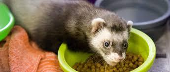 Enlarge Bandyt- PROD TEST, an adopted Ferret in Miami, FL image 3/6