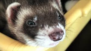 Enlarge Bandyt- PROD TEST, an adopted Ferret in Miami, FL image 6/6