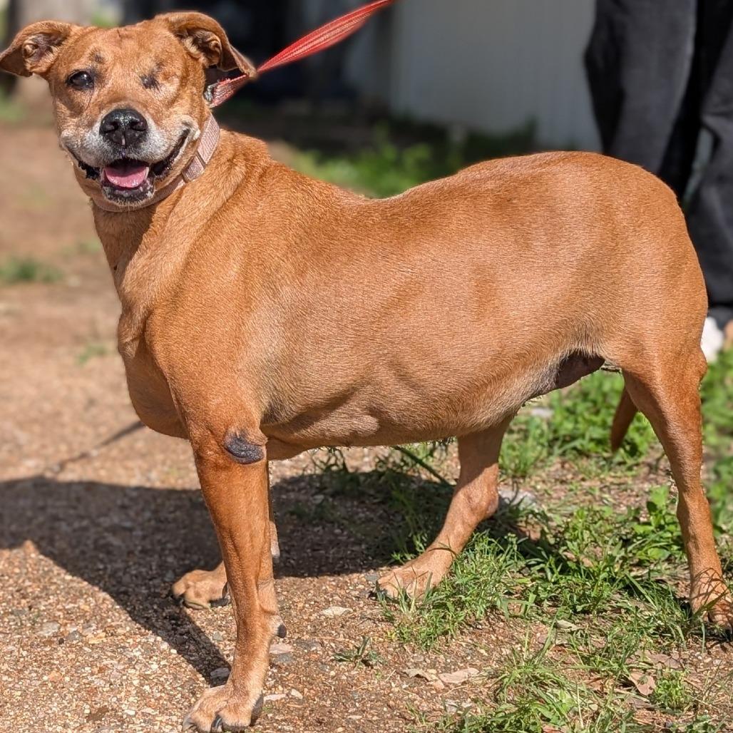Jaida, Adoptable, Senior Female Black Mouth Cur.