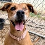 Enlarge Jaida, a Adoptable mixed breed in Buchanan Dam, TX image 1/1