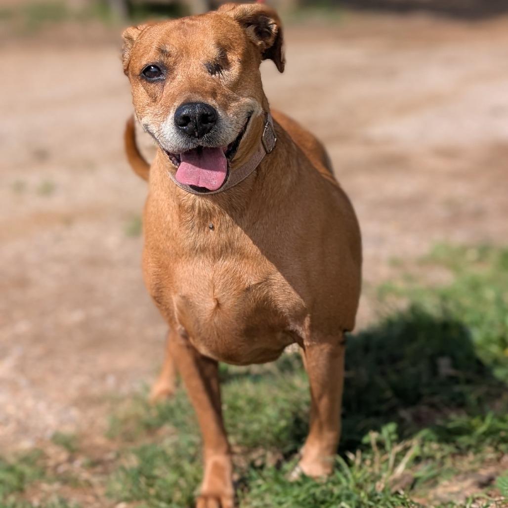 Enlarge Jaida, a Adoptable mixed breed in Buchanan Dam, TX image 3/4