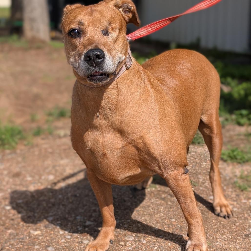 Enlarge Jaida, a Adoptable mixed breed in Buchanan Dam, TX image 4/4