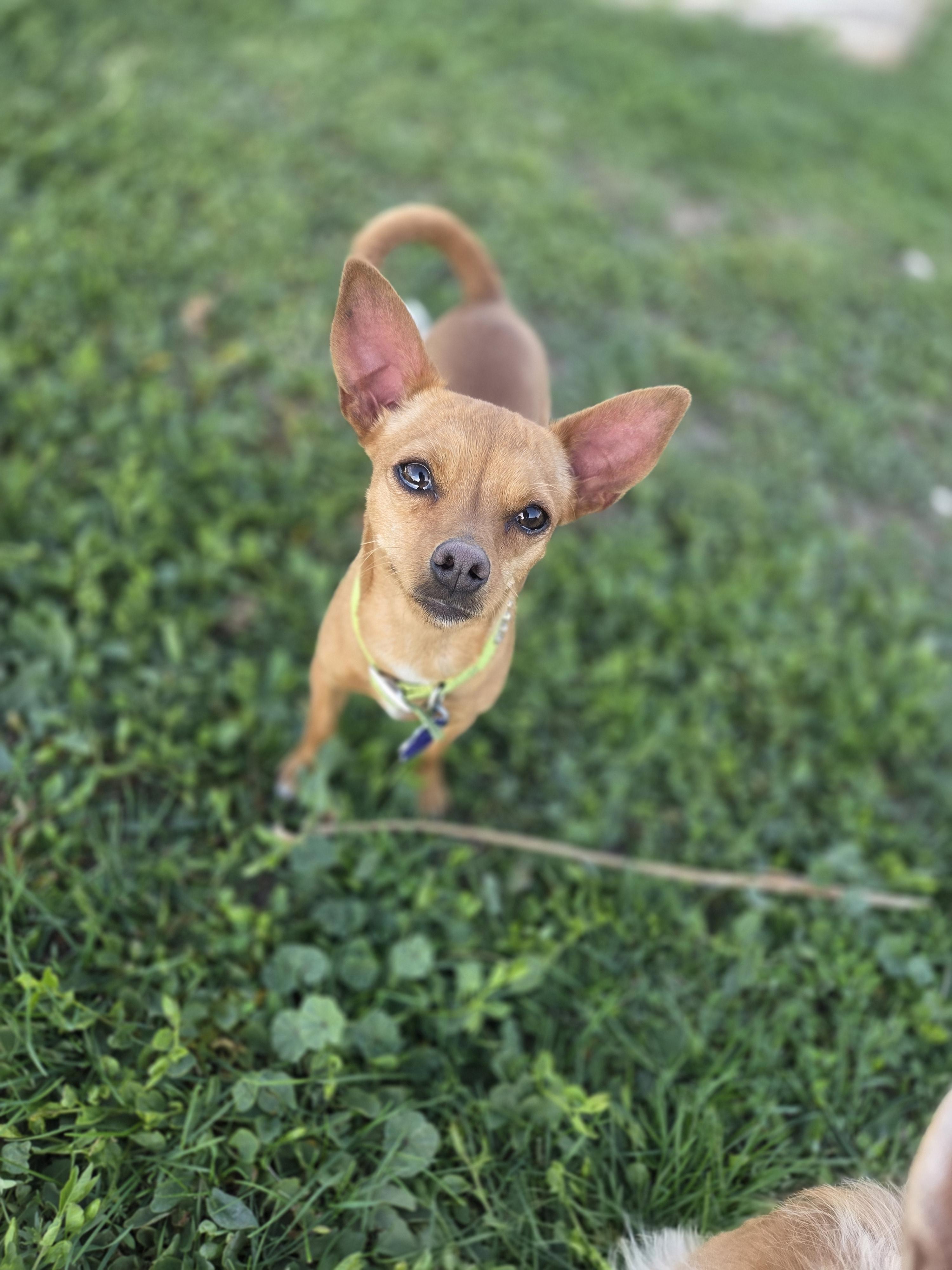 Kiwi, an adopted mixed breed in Carr, CO image 5/5