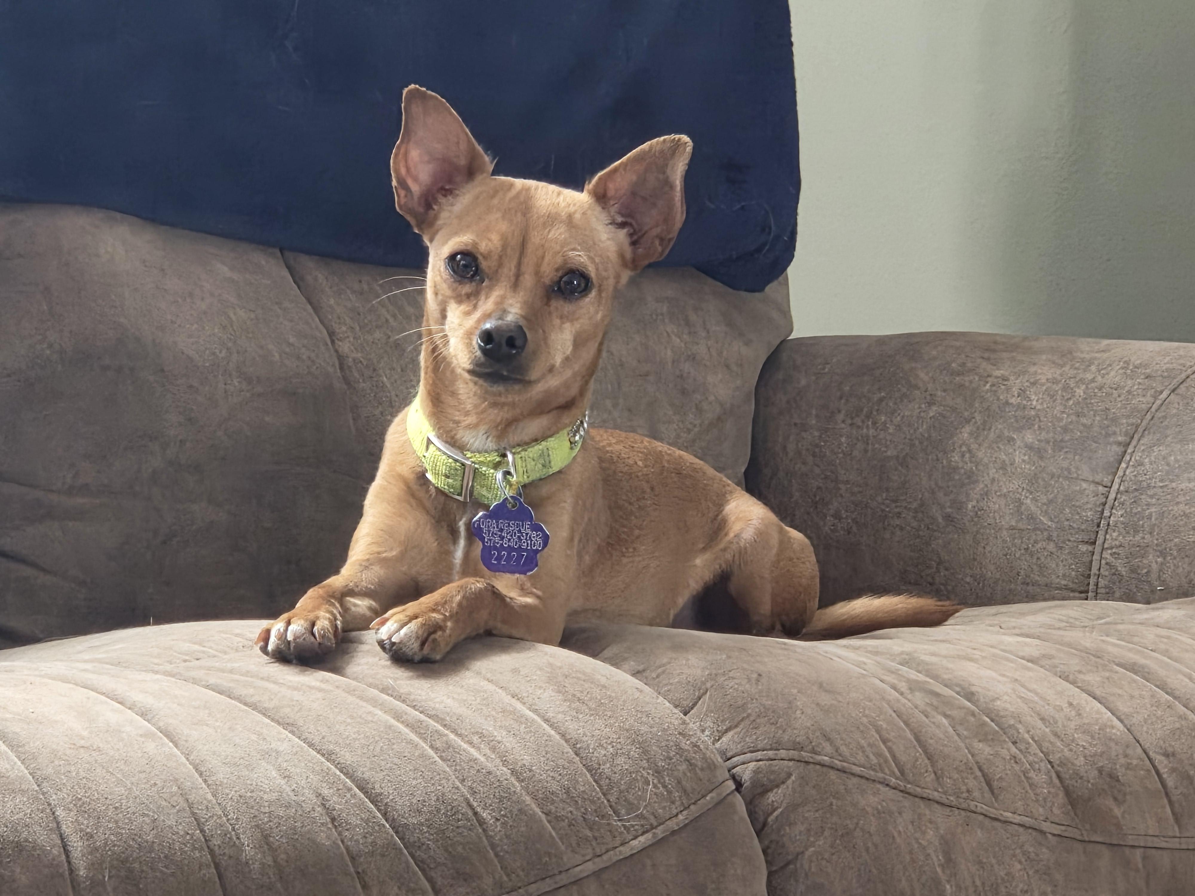 Kiwi 🥝 , ADOPTABLE, Young Female Chihuahua & Dachshund.