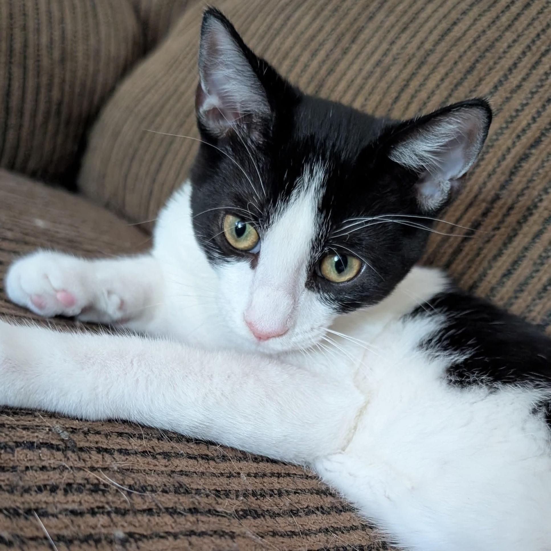 Enlarge Pepè, a Adoptable Tuxedo in Kentwood, MI image 1/6