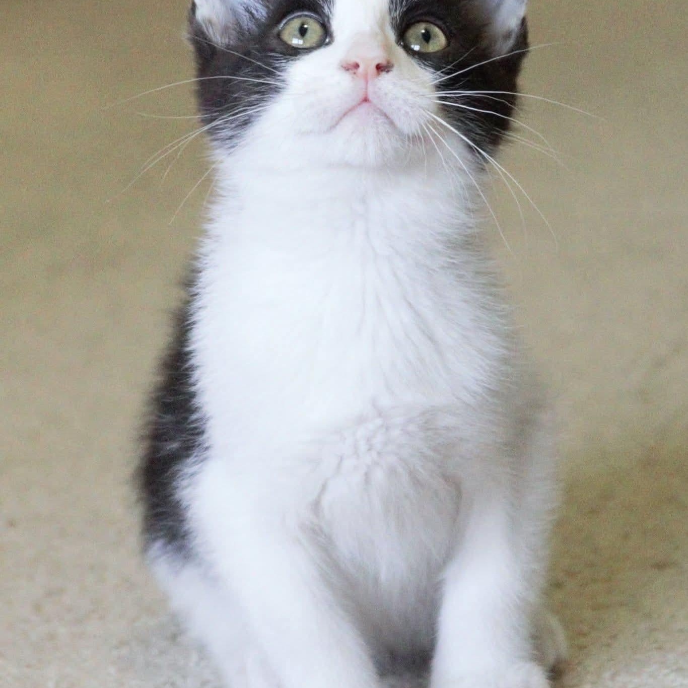 Pepè, a Adoptable Tuxedo in Kentwood, MI image 3/6