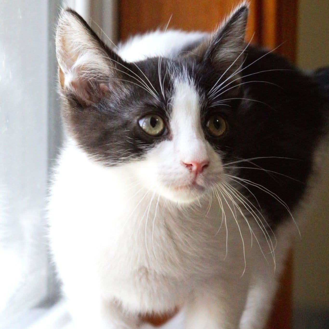 Pepè, a Adoptable Tuxedo in Kentwood, MI image 1/6