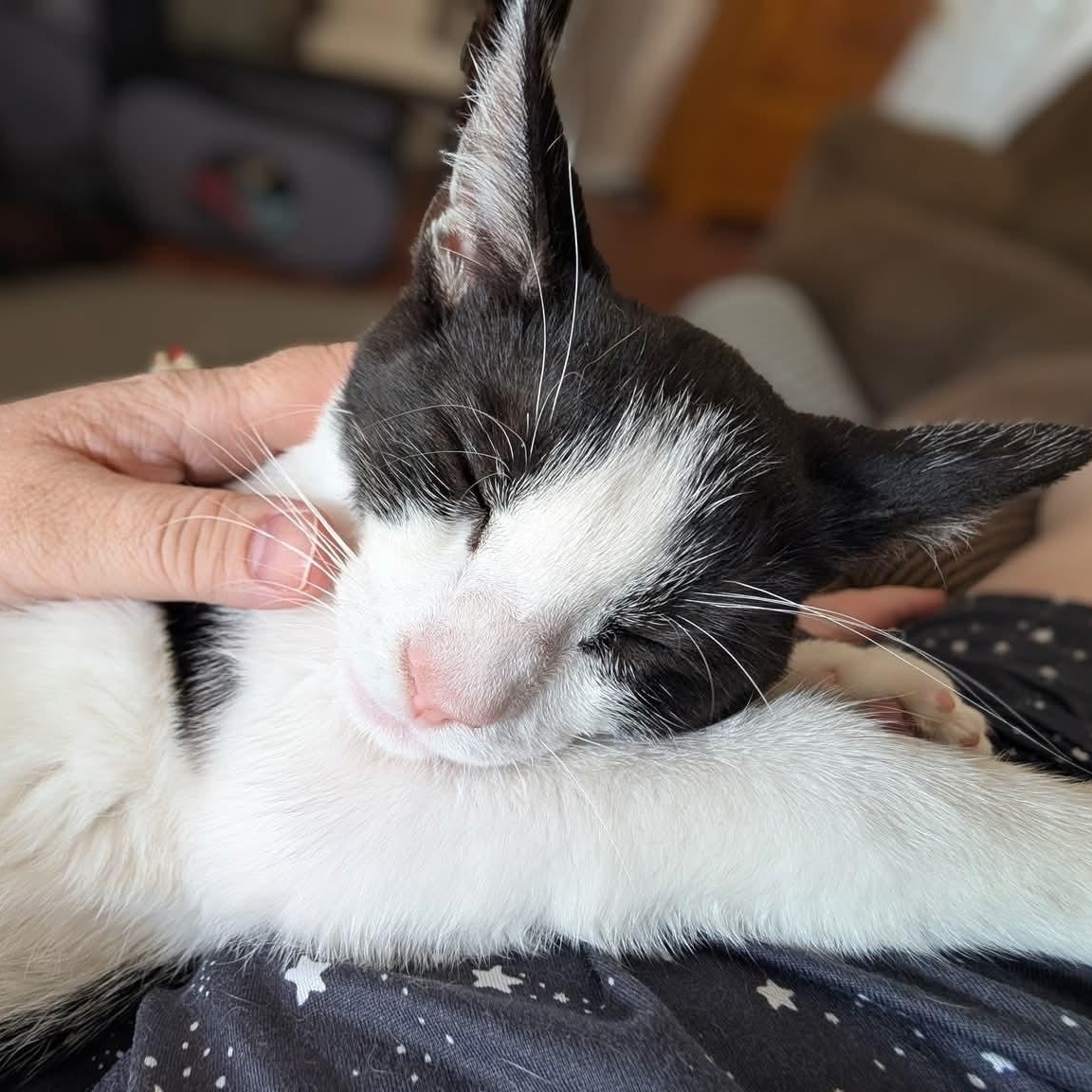 Enlarge Pepè, a Adoptable Tuxedo in Kentwood, MI image 4/6