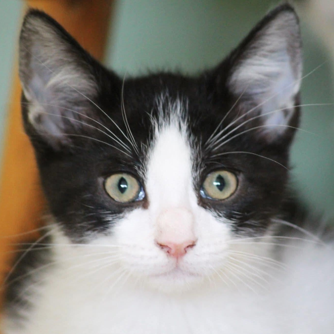Pepè, a Adoptable Tuxedo in Kentwood, MI image 2/6