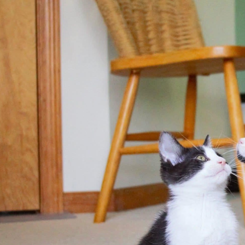 Pepè, a Adoptable Tuxedo in Kentwood, MI image 4/6