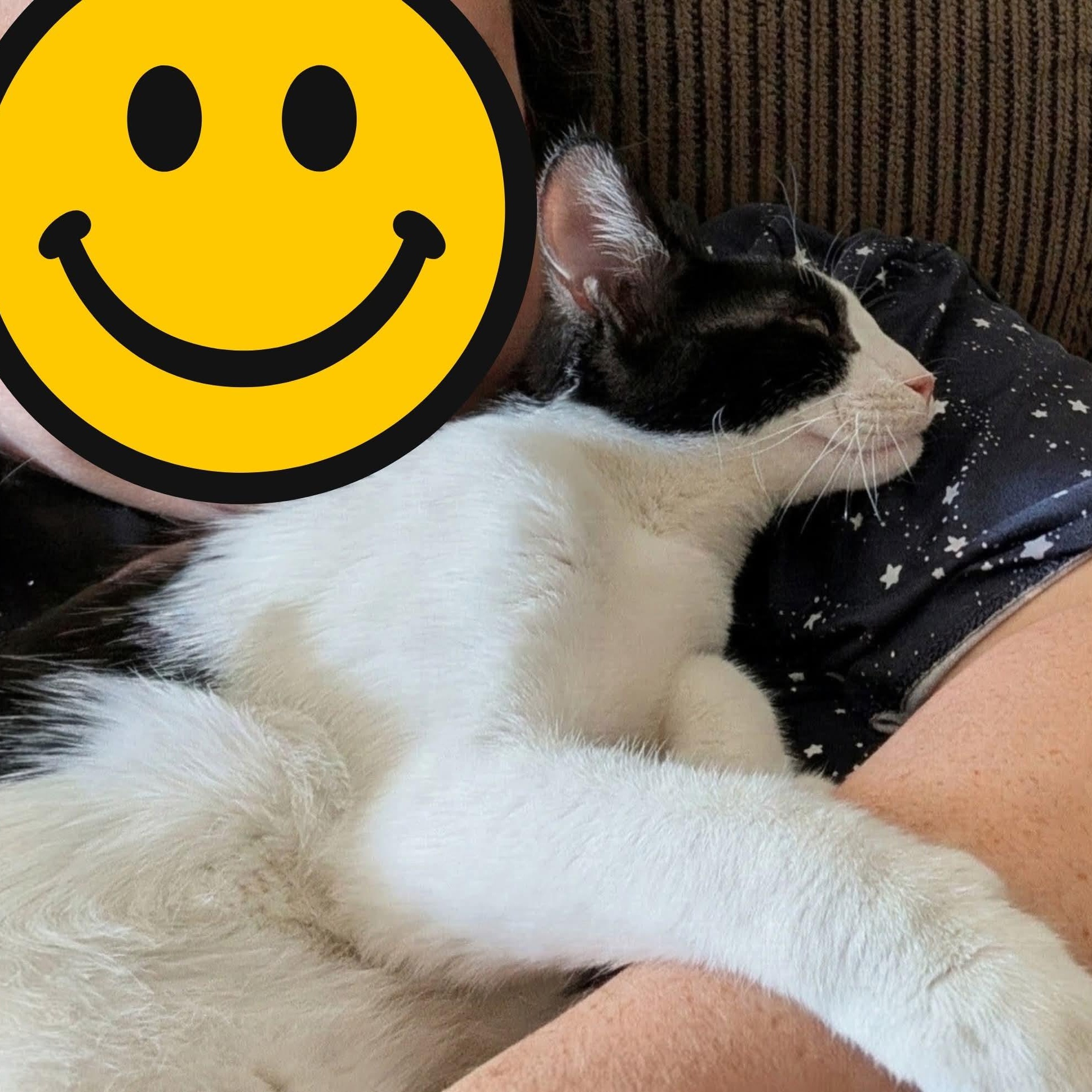 Enlarge Pepè, a Adoptable Tuxedo in Kentwood, MI image 6/6