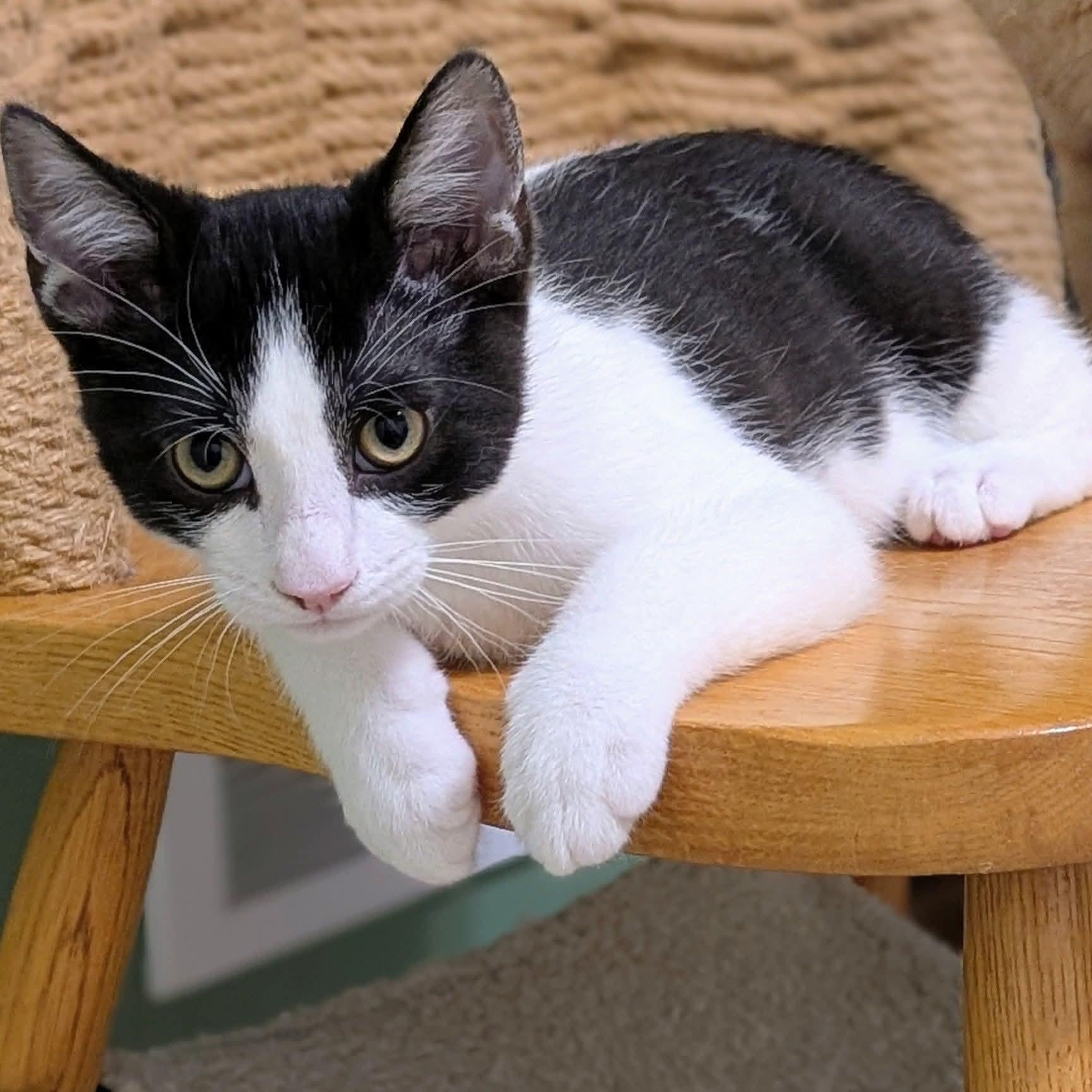 Enlarge Pepè, a Adoptable Tuxedo in Kentwood, MI image 3/6