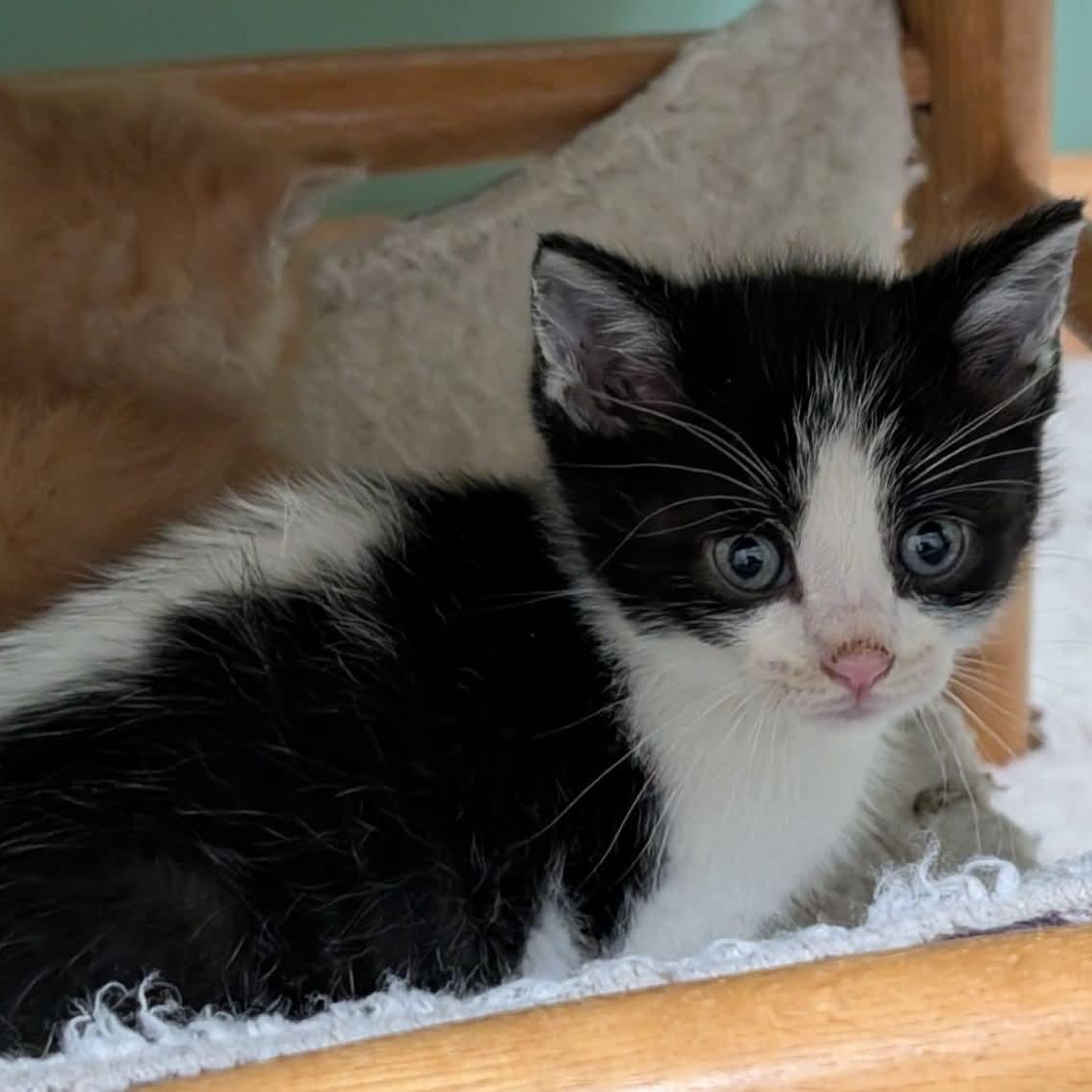 Pepè, a Adoptable Tuxedo in Kentwood, MI image 5/6