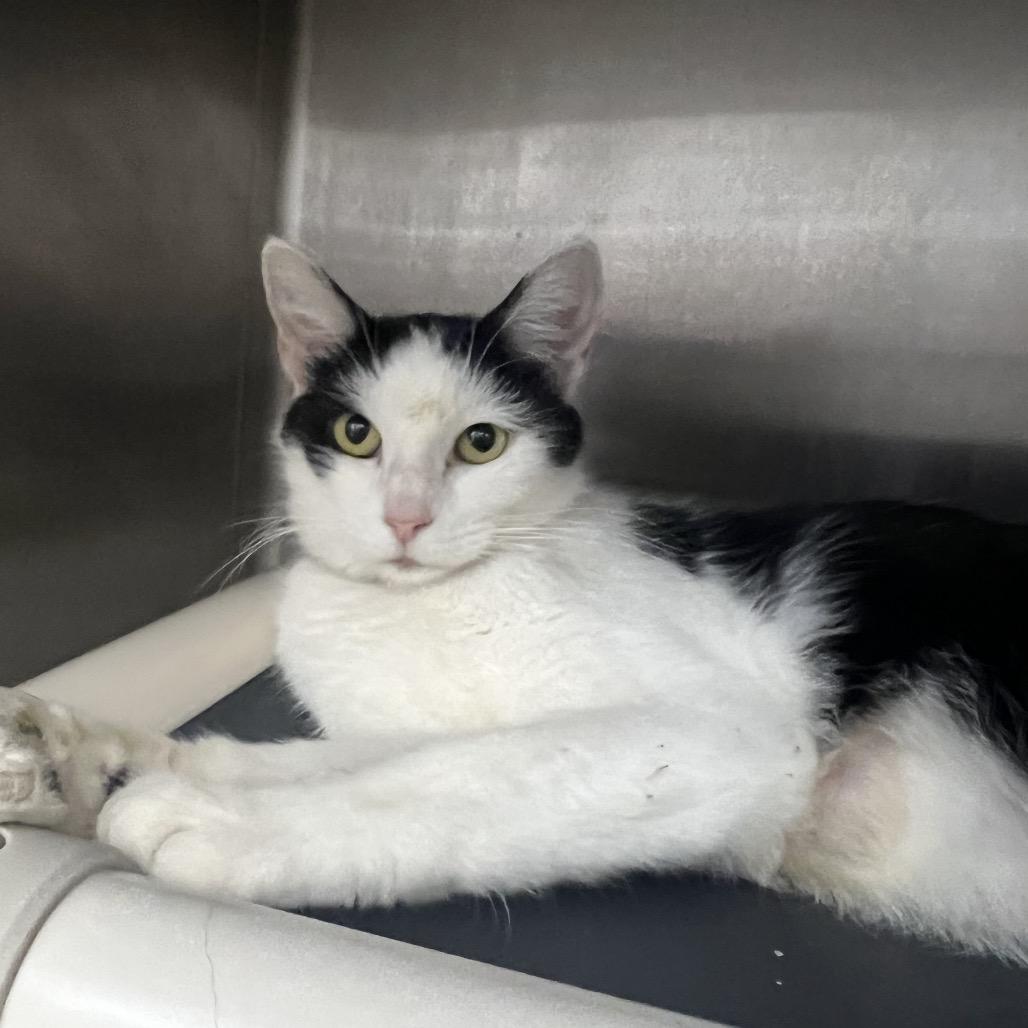 Enlarge Winslow, a Adoptable Domestic Short Hair in Fort Wayne, IN image 1/1