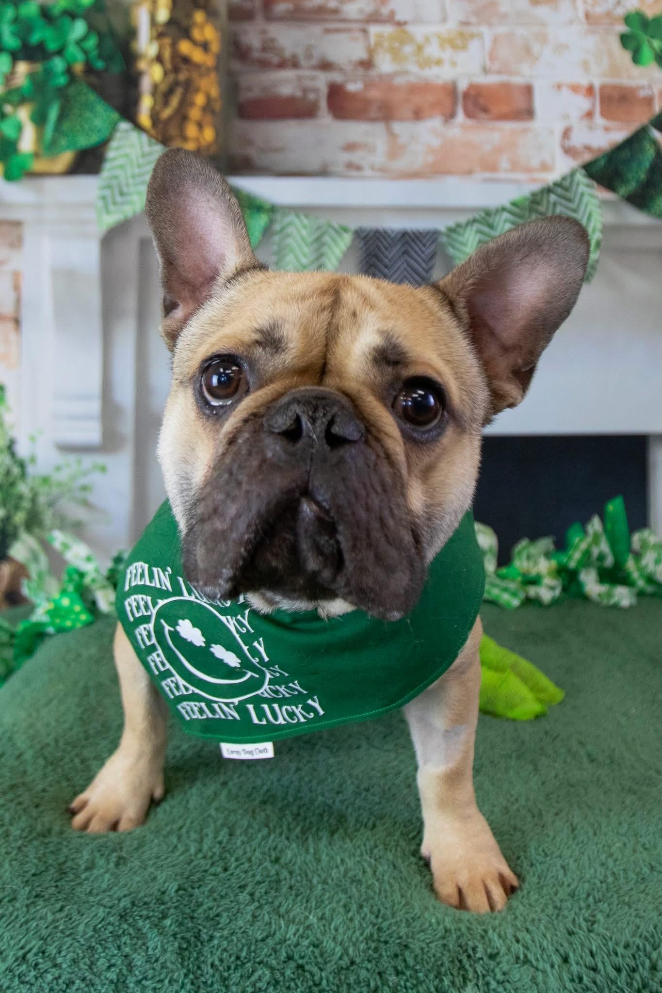 Pablo, Adopted, Adult Male French Bulldog.