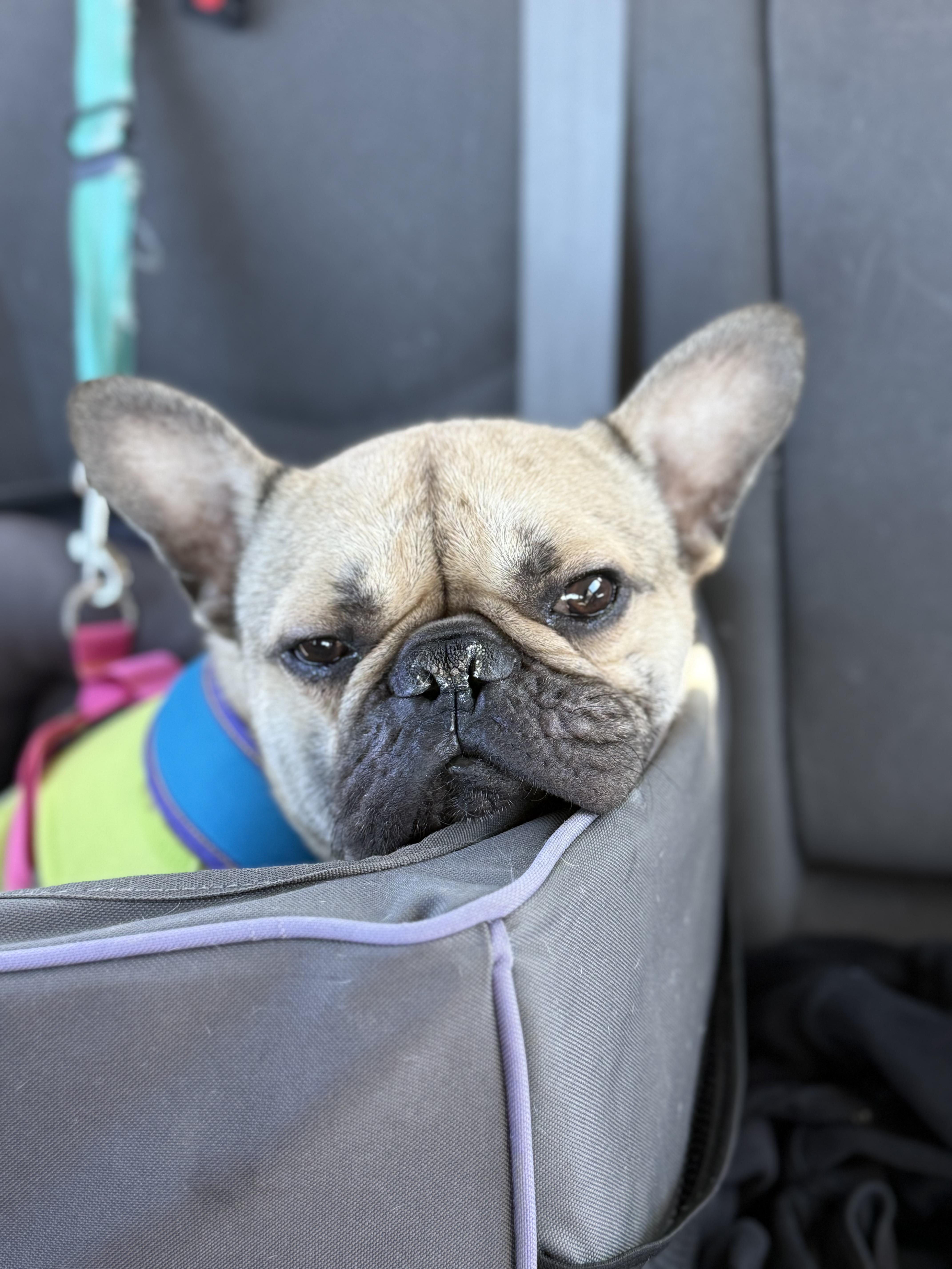 Enlarge Pablo, a Adopted French Bulldog in Mesa, AZ image 2/6