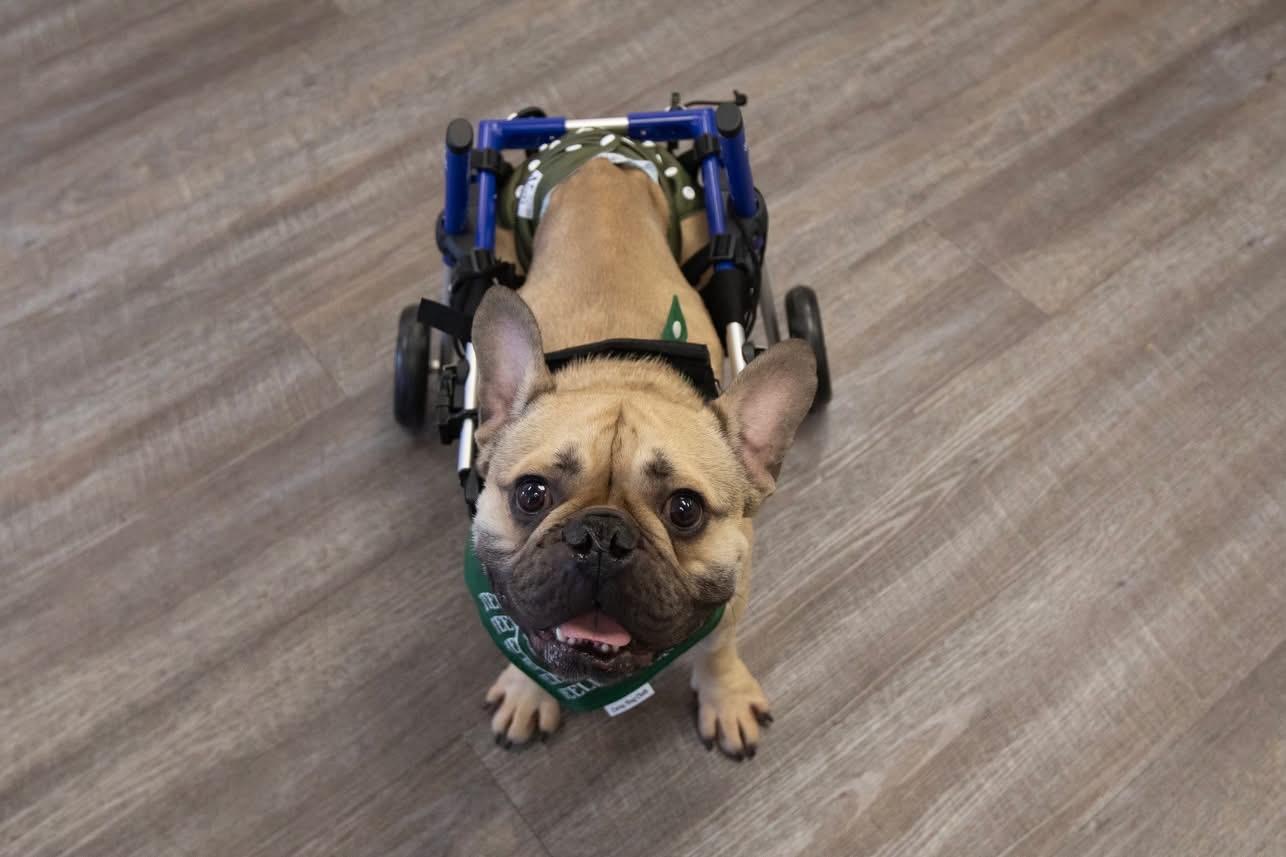 Enlarge Pablo, a Adopted French Bulldog in Mesa, AZ image 3/6