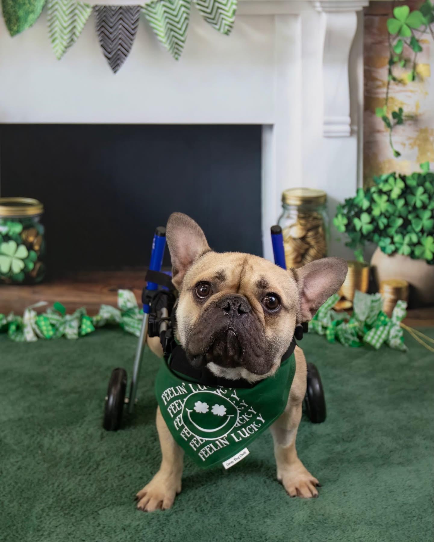 Enlarge Pablo, a Adopted French Bulldog in Mesa, AZ image 5/6