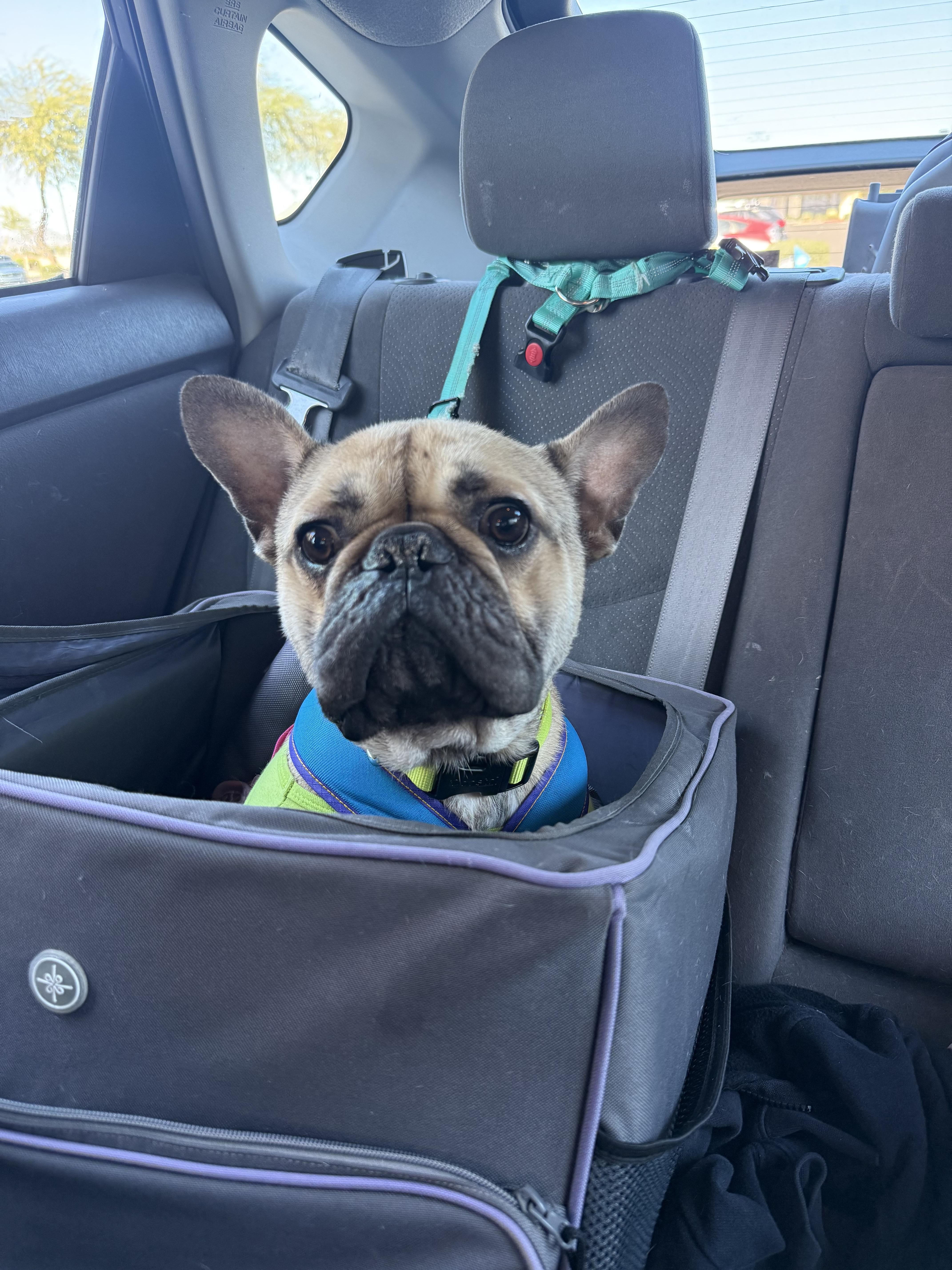 Enlarge Pablo, a Adopted French Bulldog in Mesa, AZ image 6/6