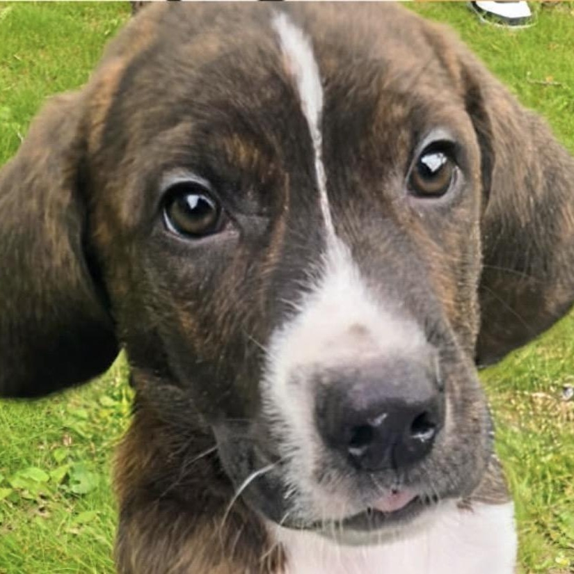 Enlarge Chief, a Adoptable mixed breed in Westland, MI image 1/3
