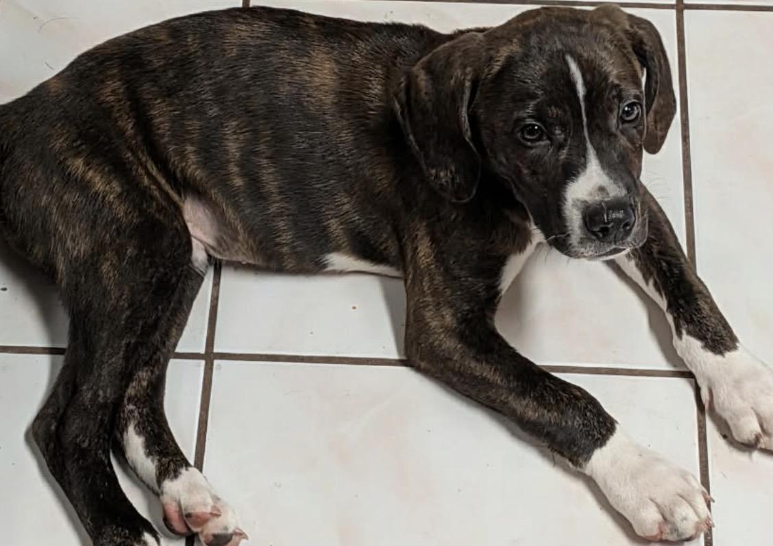 Enlarge Chief, a Adoptable mixed breed in Westland, MI image 2/3
