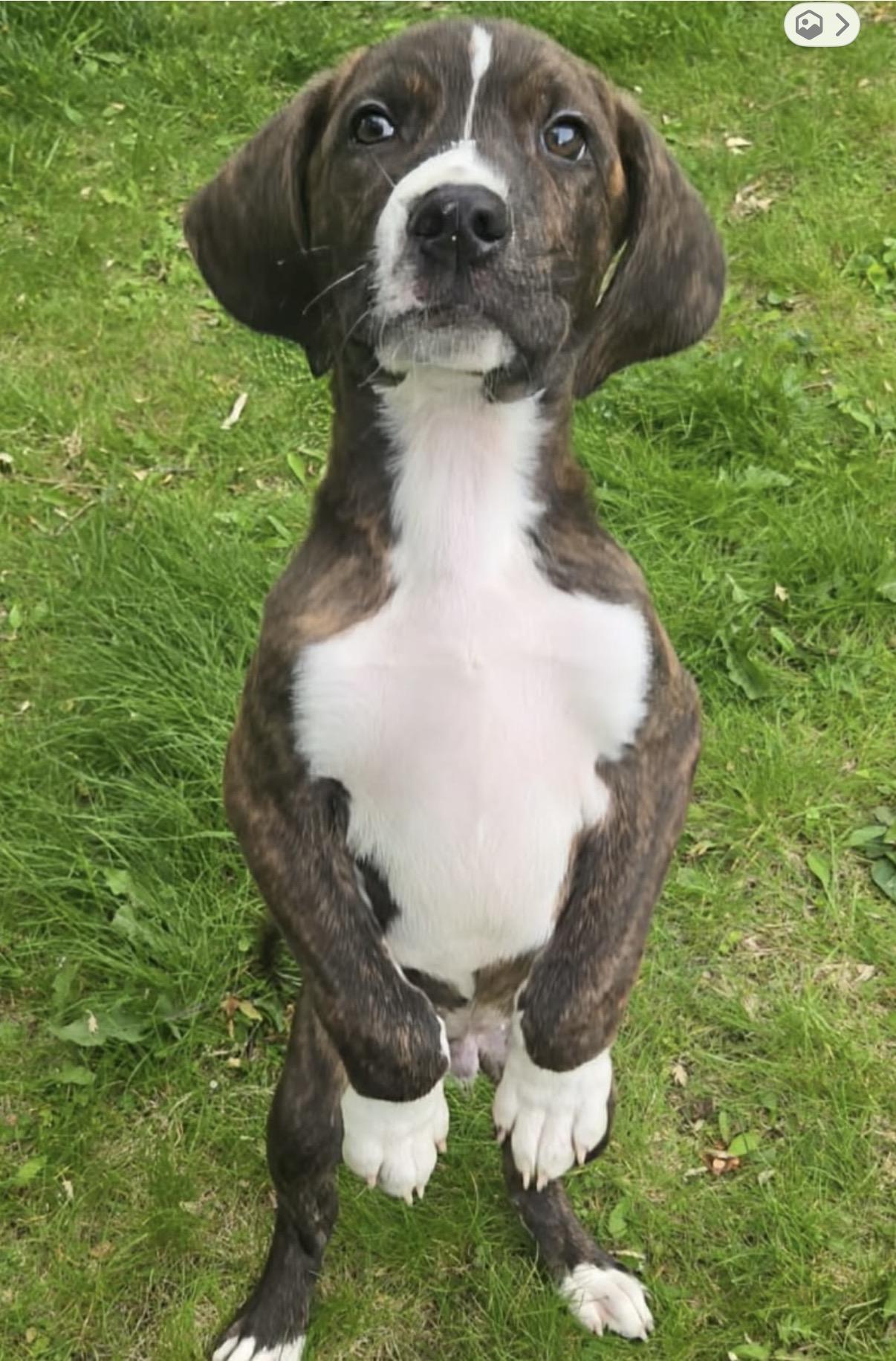 Enlarge Chief, a Adoptable mixed breed in Westland, MI image 3/3