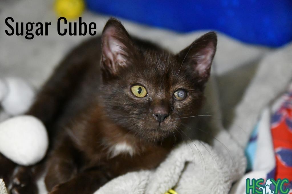 Sugar Cube, Adoptable, Kitten Female Domestic Short Hair.