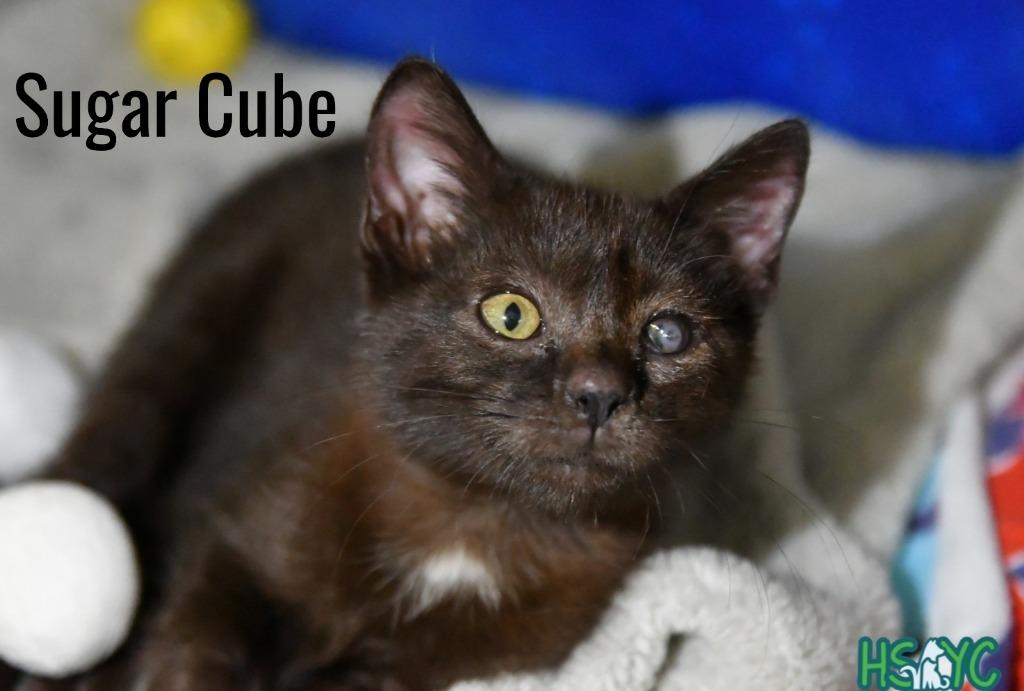 Enlarge Sugar Cube, a Adoptable mixed breed in Fort Mill, SC image 2/2