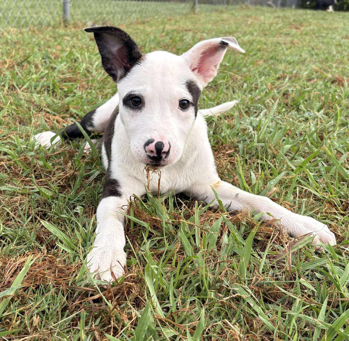 Enlarge Constance, a Adopted Shepherd in Ada, OK image 1/1