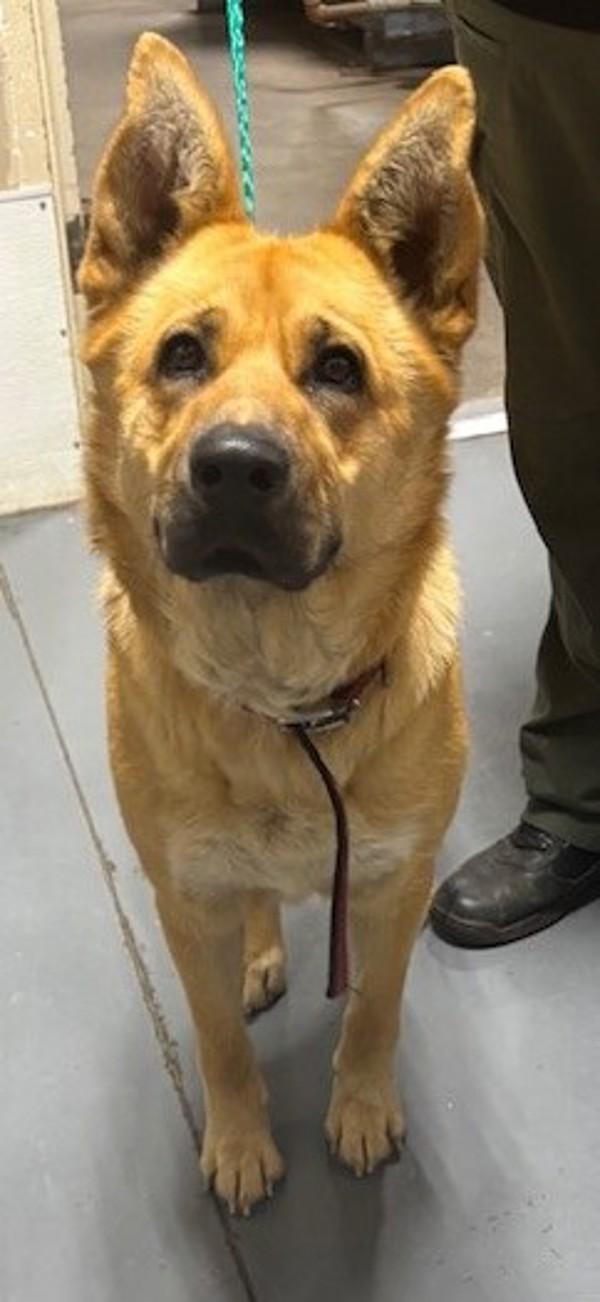 26-04-0951 Kaydence, Adoptable, Adult Female Shepherd.