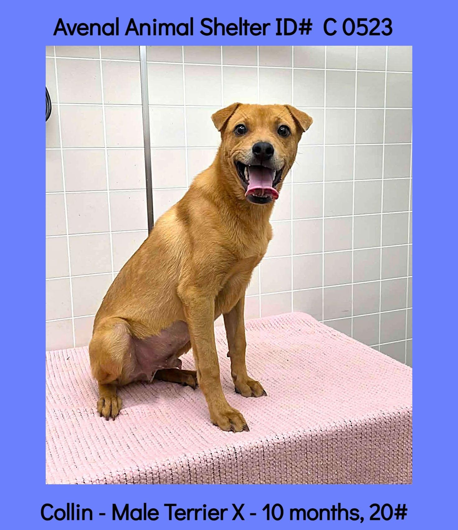 Enlarge Collin, a ADOPTABLE mixed breed in Avenal, CA image 1/1
