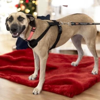 Lana (20241218-04) — thumbnail 3