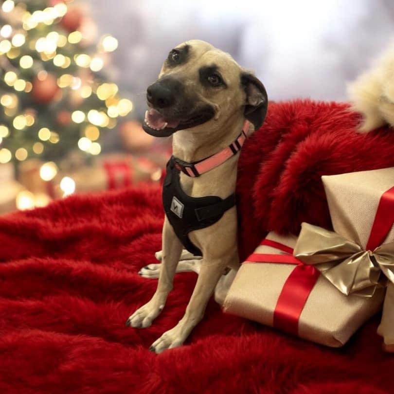 Lana (20241218-04) — thumbnail 4