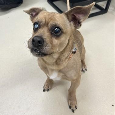 Enlarge Finn- #50739, a ADOPTABLE mixed breed in Columbia, MD image 1/1