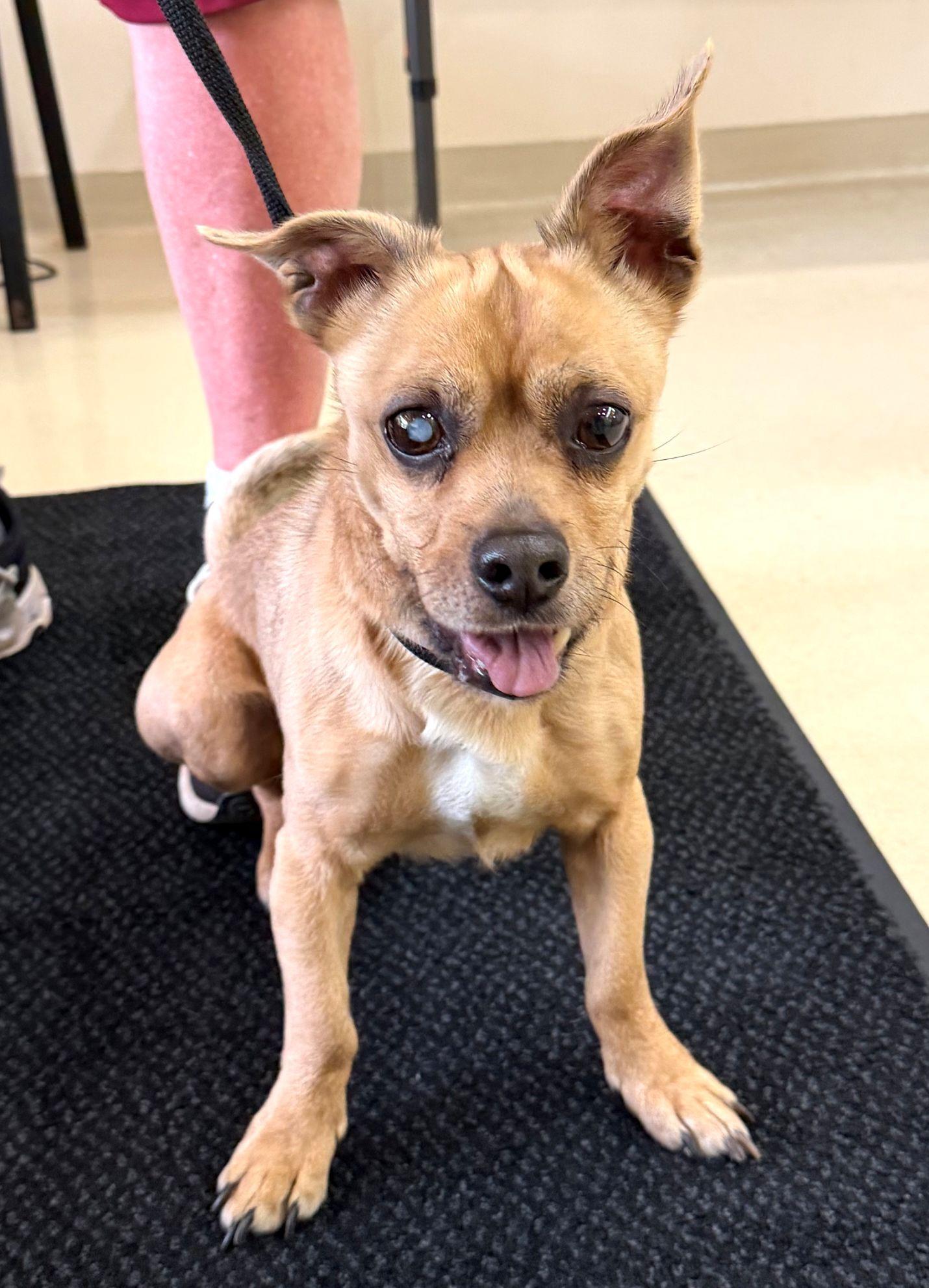 Enlarge Finn- #50739, an adopted mixed breed in Columbia, MD image 2/2