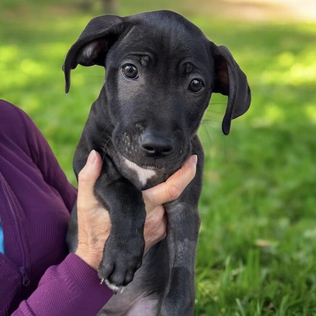 Monet Pup - Picasso, Adoptable, Puppy Male Border Collie & Terrier.
