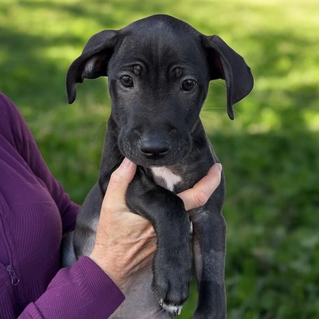 Enlarge Monet Pup - Picasso, a Adoptable mixed breed in San Diego, CA image 2/3