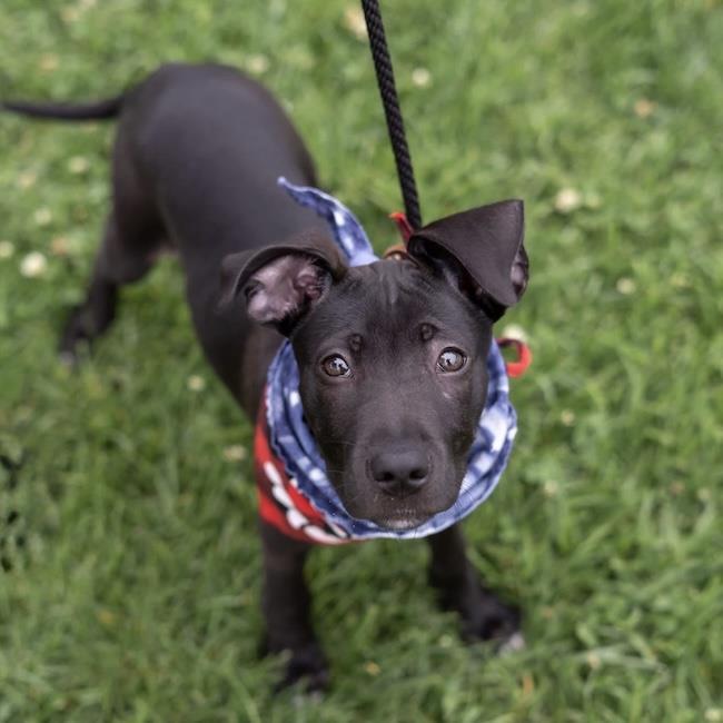 Enlarge Monet Pup - Picasso, a Adoptable mixed breed in San Diego, CA image 3/3