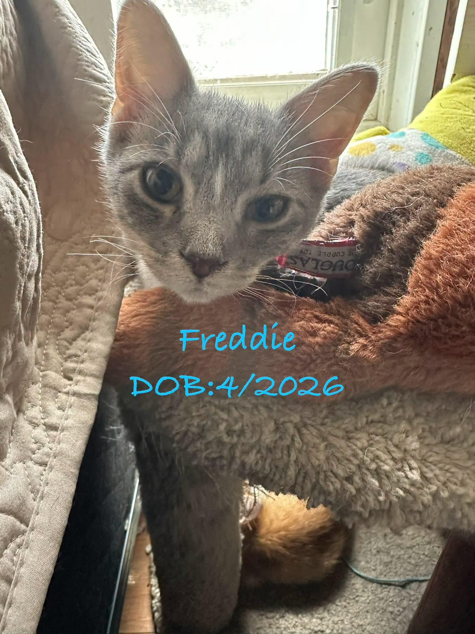 S-Freddie, Adopted, Young Male Domestic Short Hair.