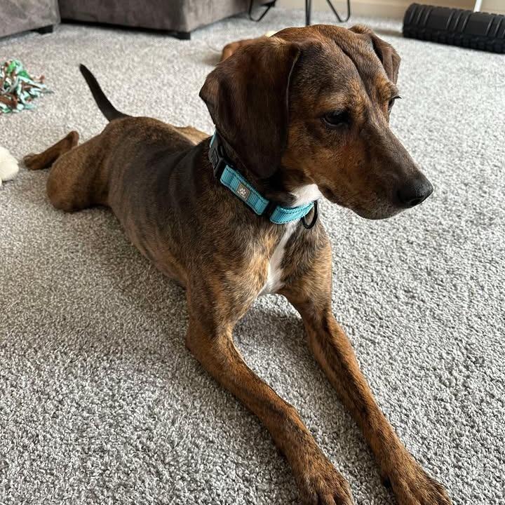 Enlarge Maple Bear, a Adoptable Mixed Breed in Washington Township, OH image 1/6