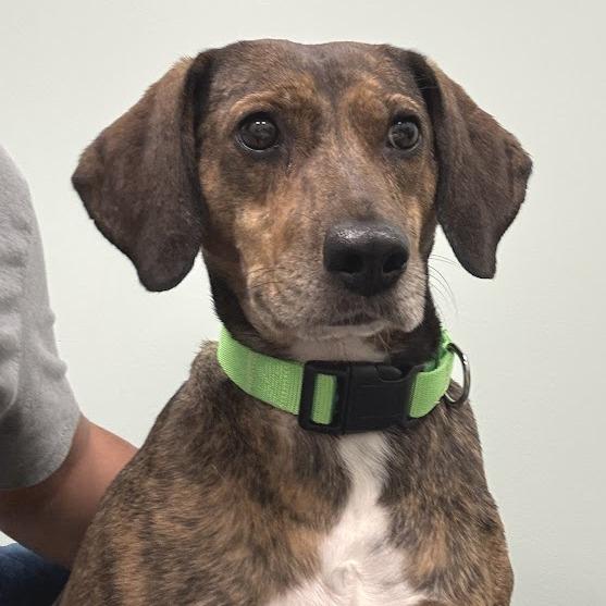 Enlarge Maple Bear, a Adoptable Mixed Breed in Washington Township, OH image 2/6