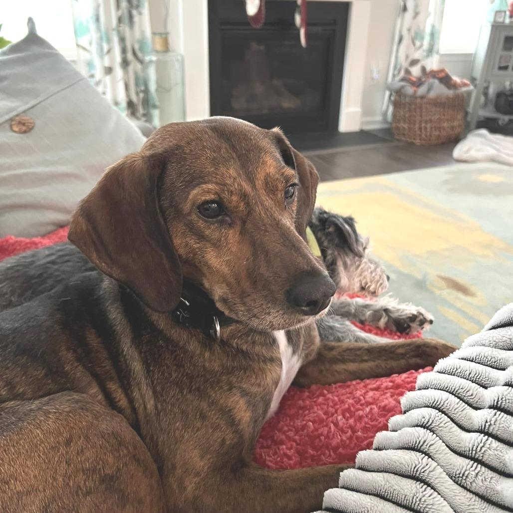 Enlarge Maple Bear, a Adoptable Mixed Breed in Washington Township, OH image 3/6