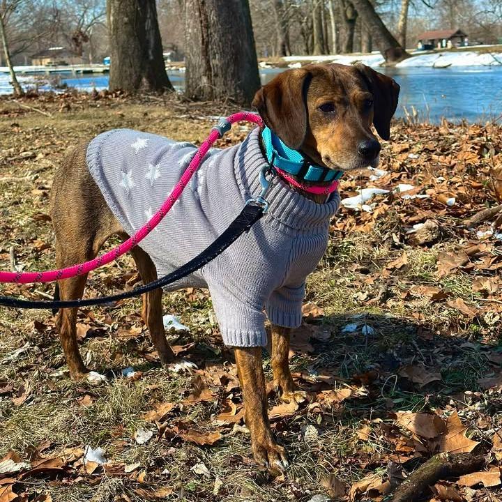 Enlarge Maple Bear, a Adoptable Mixed Breed in Washington Township, OH image 5/6