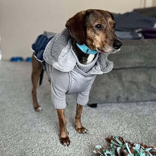 Enlarge Maple Bear, a Adoptable Mixed Breed in Washington Township, OH image 6/6