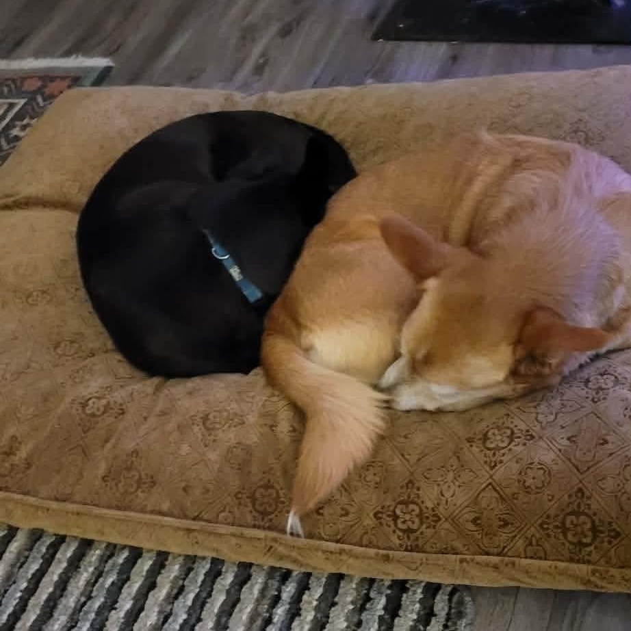 Enlarge Olive (bonded with Mabel), a ADOPTABLE mixed breed in Toronto, ON image 5/5