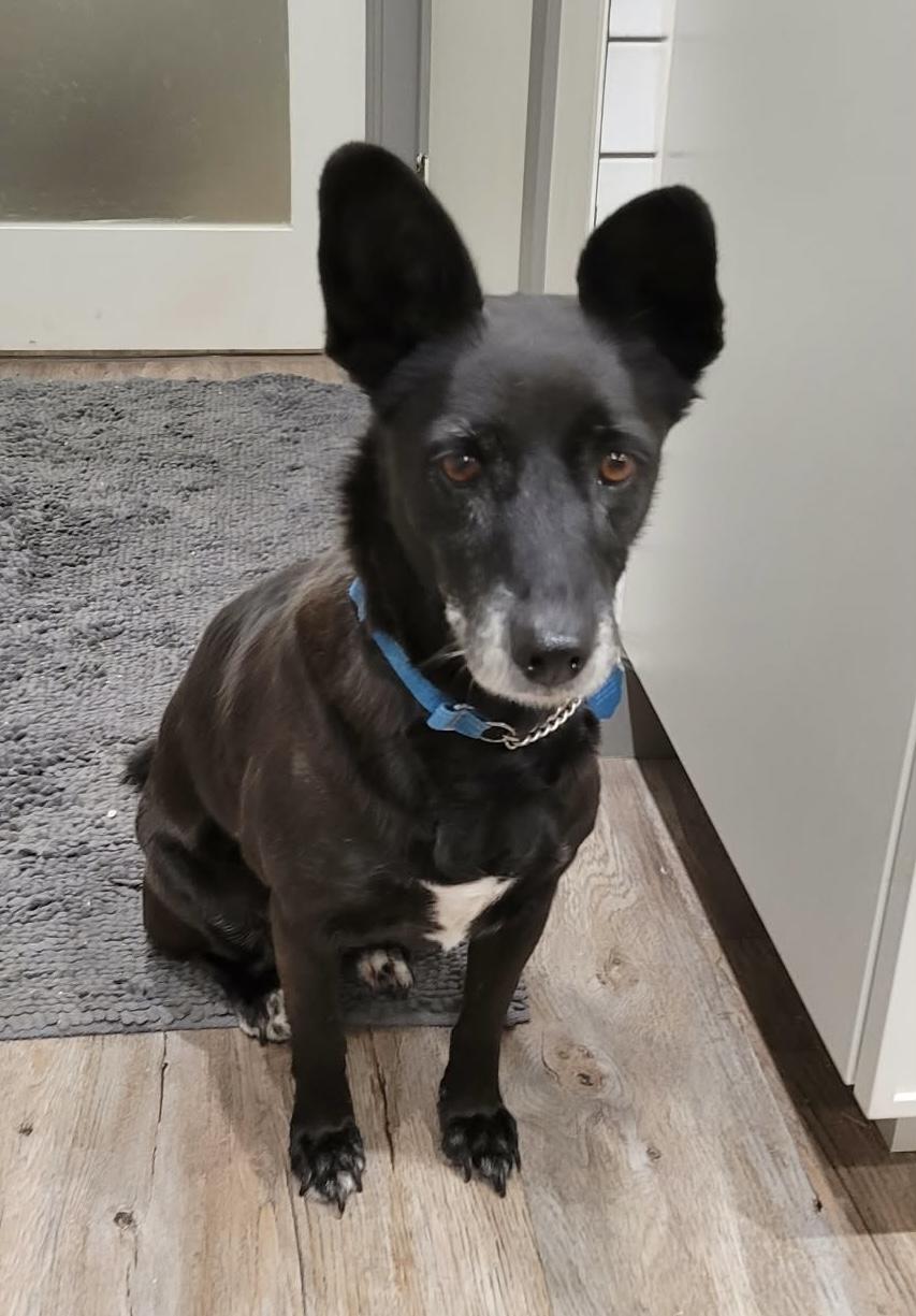 Enlarge Olive (bonded with Mabel), a ADOPTABLE mixed breed in Toronto, ON image 1/5