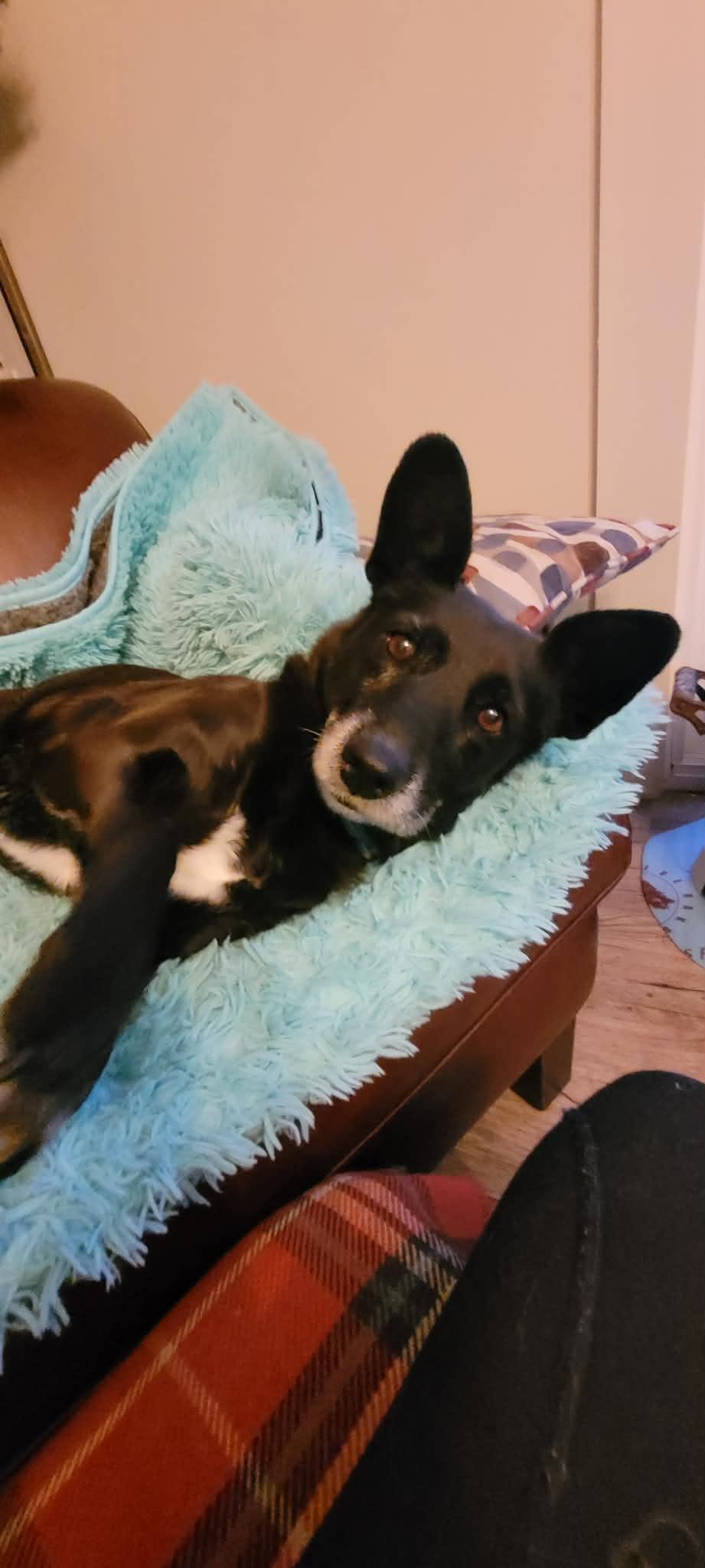 Enlarge Olive (bonded with Mabel), a ADOPTABLE mixed breed in Toronto, ON image 2/5